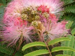Albizia julibrissin leaves and flowers